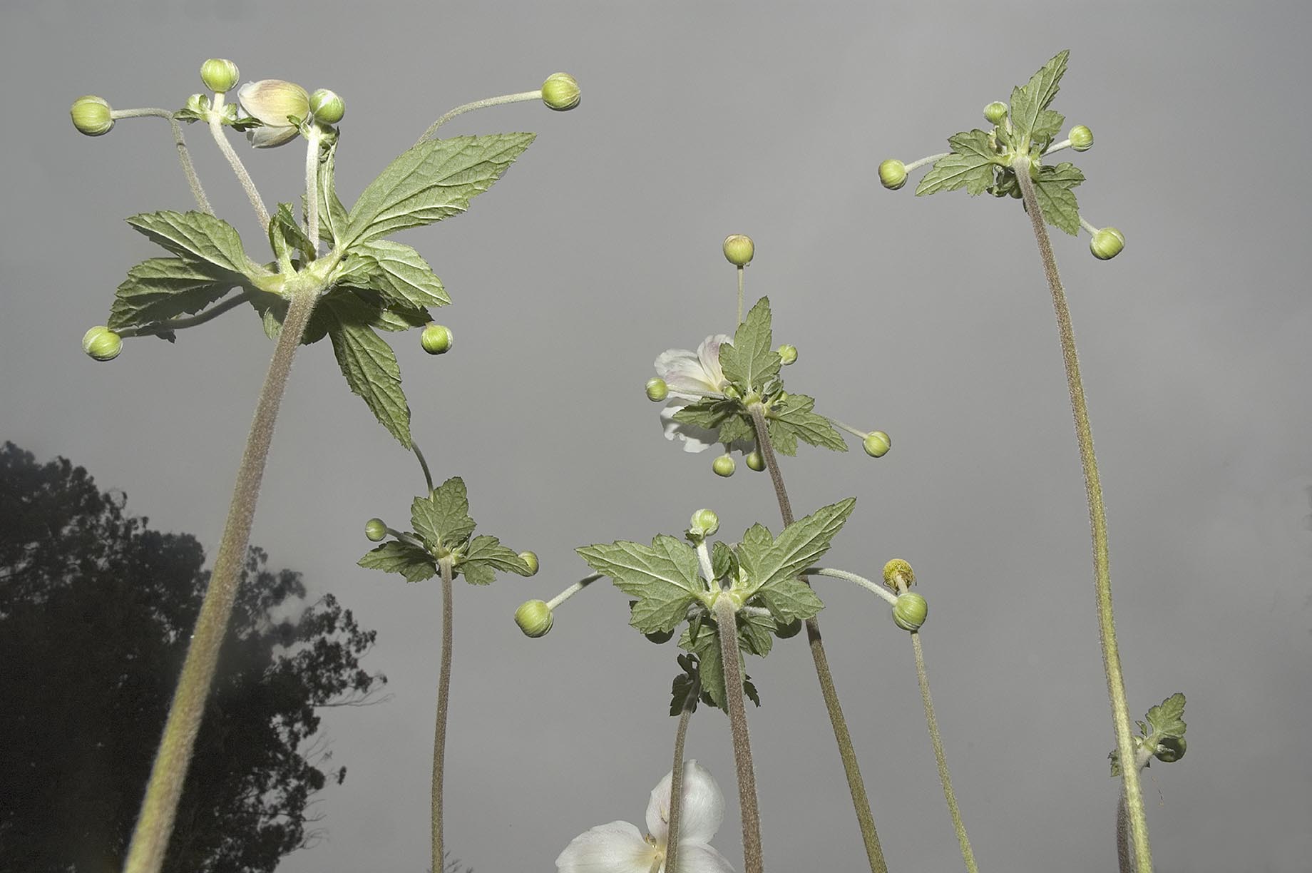 Tony Mendoza flower pictures, flash pictures of flowers